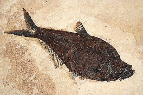 Huge 17 Inch Fish: Huge 17 Inch Fish. Some of the best preserved fish in the fossil record are found in the 50-52 million year old Green River Wyoming fossil fresh water lake beds. The vast majority of the fish found ar