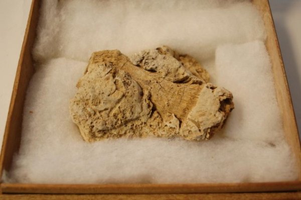 Prehistoric Fossil-Horn Coral-Devonian Pd.: 345 to 405 million years old, large nice specimen
