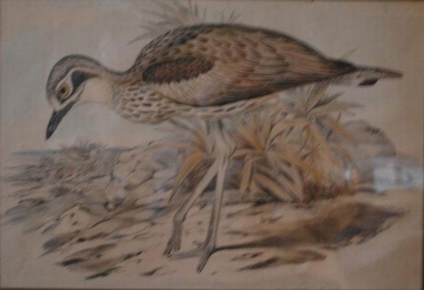 circa 1850 Hand Colored Engraving of Wading Bird: Oedicnemus Grallarius, or Wader Thick-Nee, by John and Elizabeth Gould, engraver Henry Richter
