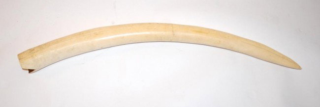 Uncarved Elephant Ivory Tusk: Item will not be shipped outside of the US. 31 1/4" oveall length.