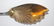 54A: Tiffany & Co. Antique Sterling Silver Fish Server - 2