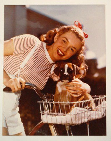 Marilyn Monroe Photograph by Andre De Dienes: Color Photo of Marilyn with a Boxer Puppy, 1945-49 Purchased at Julien's Auction 6/21/08 Lot 277 by owner. 11" x 14"