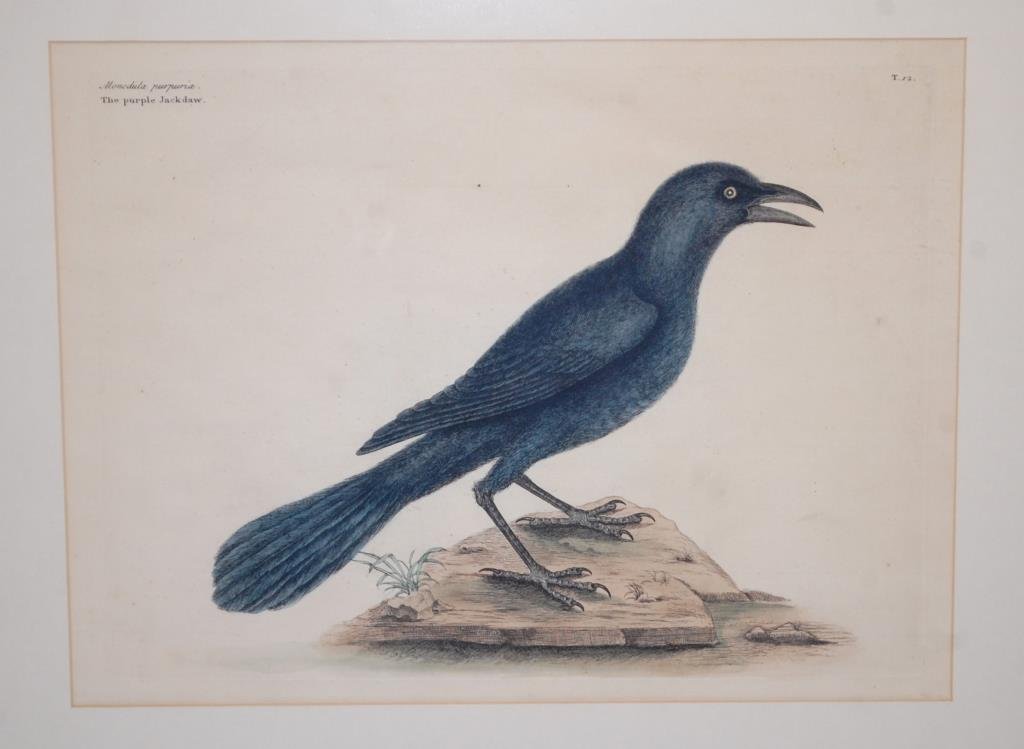 Mark Catesby Etching-18th Century: Mark Catesby (1683-1749), The Purple Jackdaw. T.12, hand-colored etching on laid paper with watermarks. From The Natural History of Carolina, Florida and the Bahama Islands, London, 1731-1743,One of t