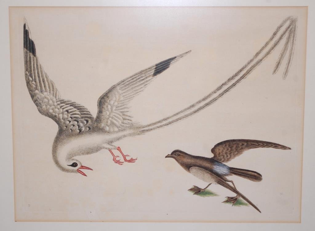 Mark Catesby Etching -18th Century: Mark Catesby (1683-1749) Red-Billed Tropic Bird with Storm Petrel. Plate #14 From The Natural History of Carolina, Florida and the Bahama Islands, London, 1731-1743 One of the first published books on