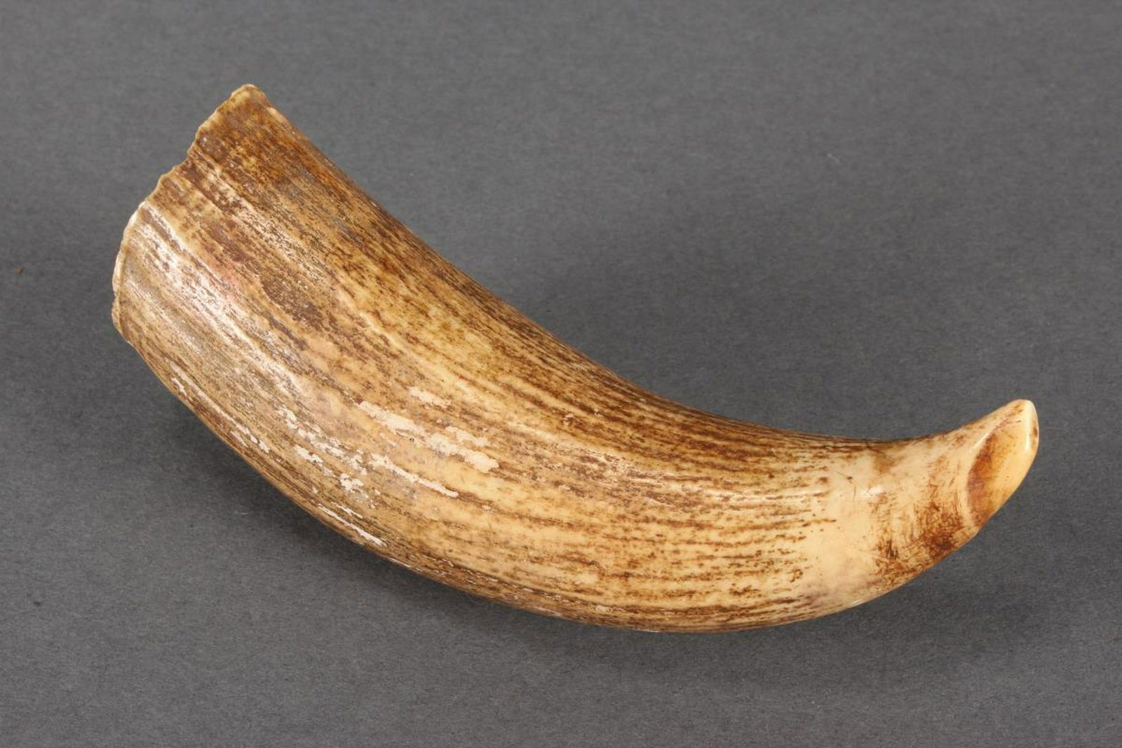 Early Whale Bone Tooth,: l 13cm