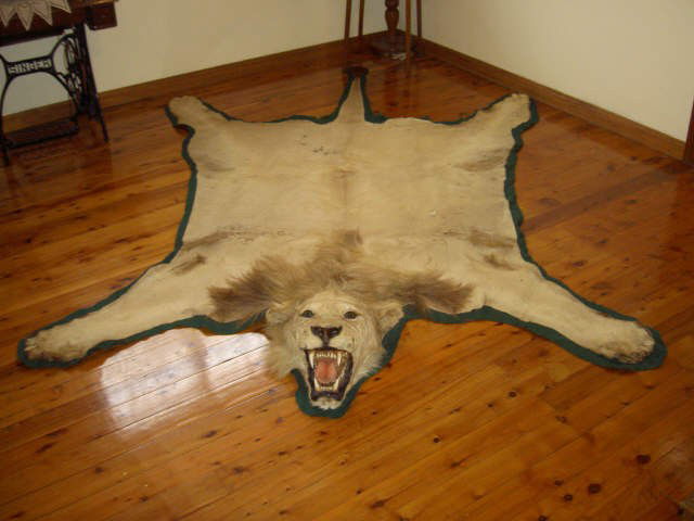 591A: Large Wild Male Lion Skin Rug, - May 15, 2011 | Aalders Auctions