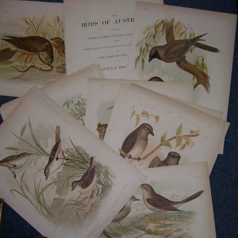 Bundle of Broinowski Birds: 15 original lithographs, partly sunned, from Broinowski's The Birds of Australia Vol V (Stuart 1891), including the Butcher Bird, Crowshrikes and owls.Plus book title page (16)