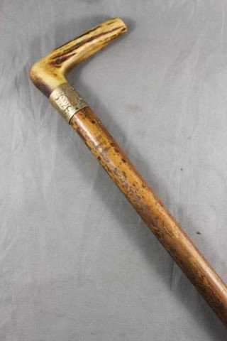 Edwardian Walking Stick,: with horn handle