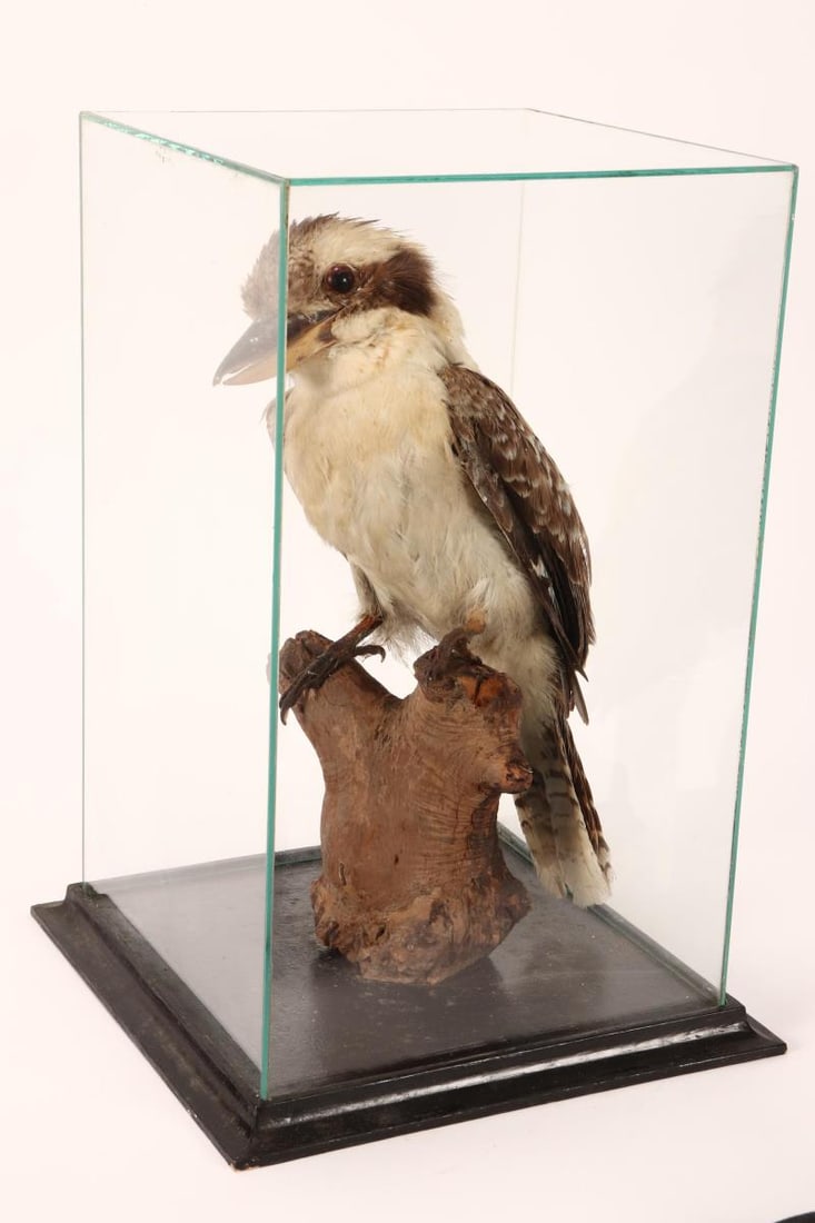 Taxidermy Kookaburra, (1 of 5)