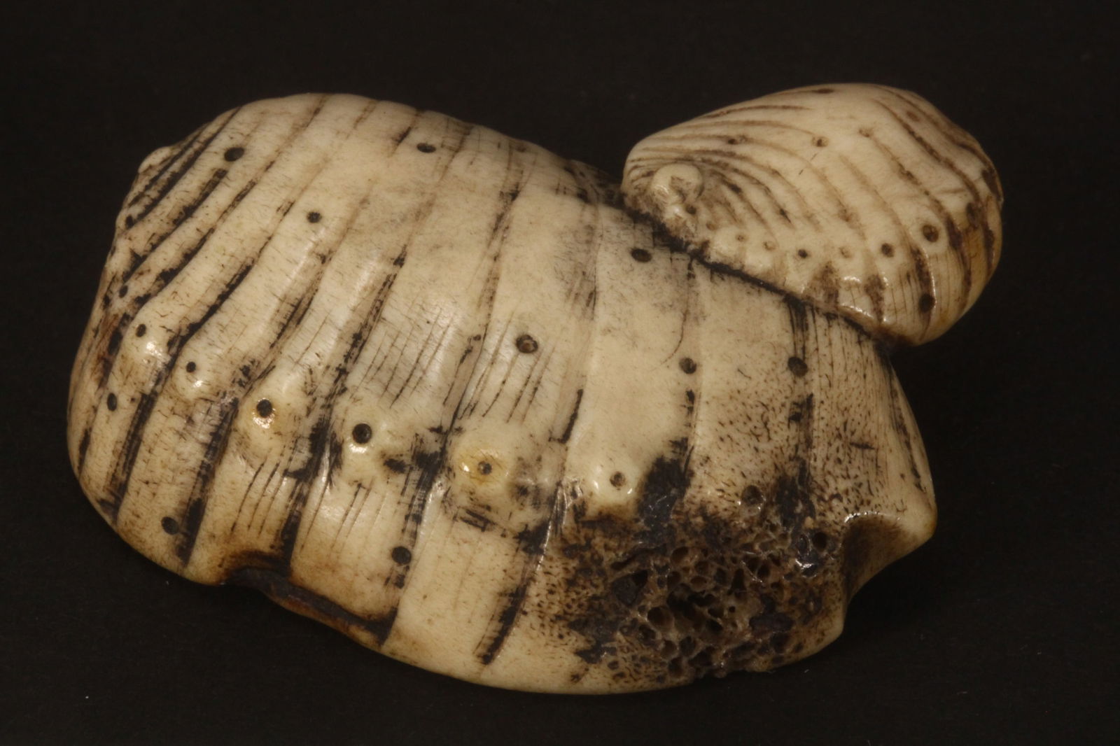 Japanese Meiji Period Carved Antler Netsuke,: in the form of two abalone shells, width 5cm