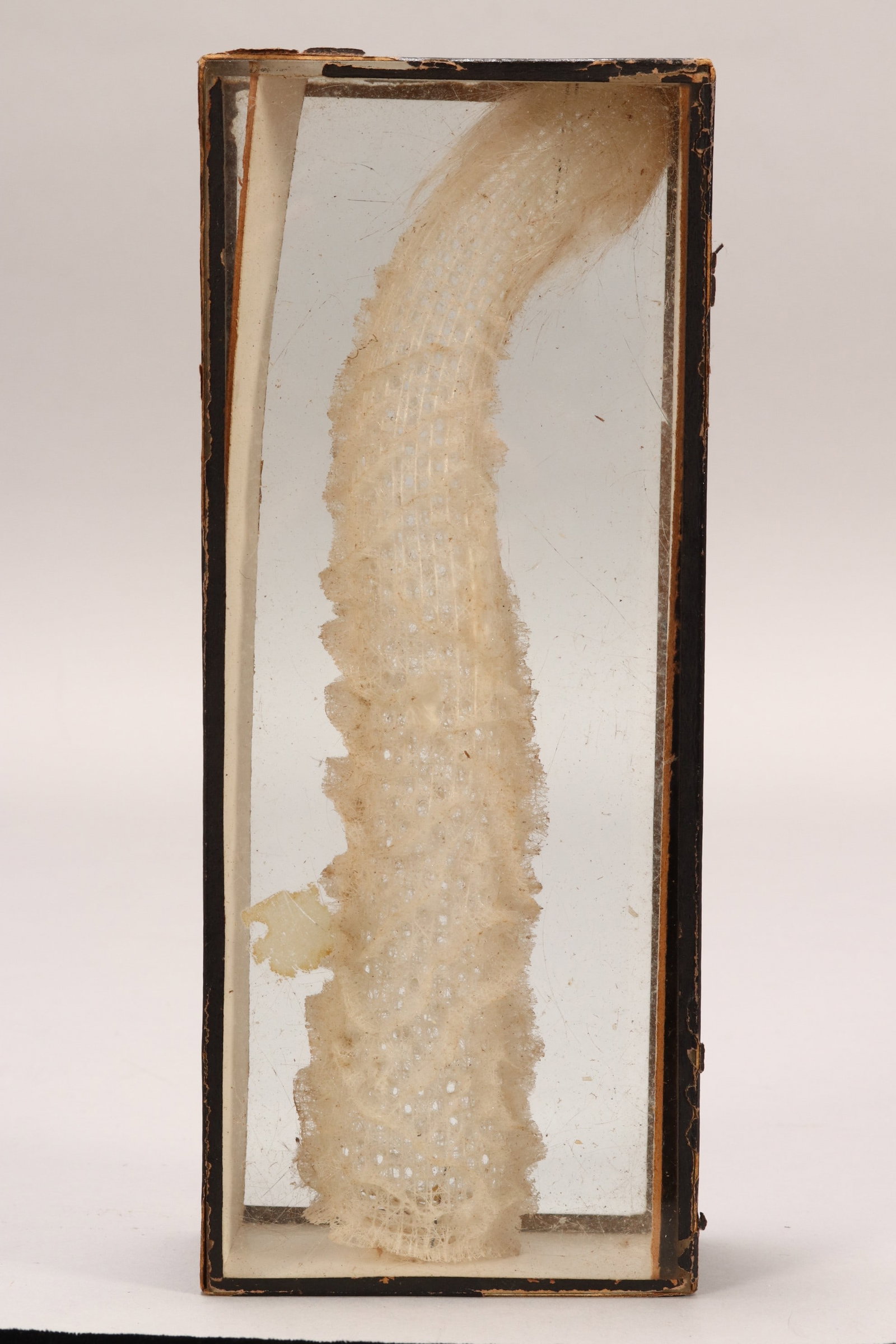 Venus Flower Basket (Euplectella Aspergillum),: of natural form, found between 150 and 5000 meters under water, within a display case, length 25cm