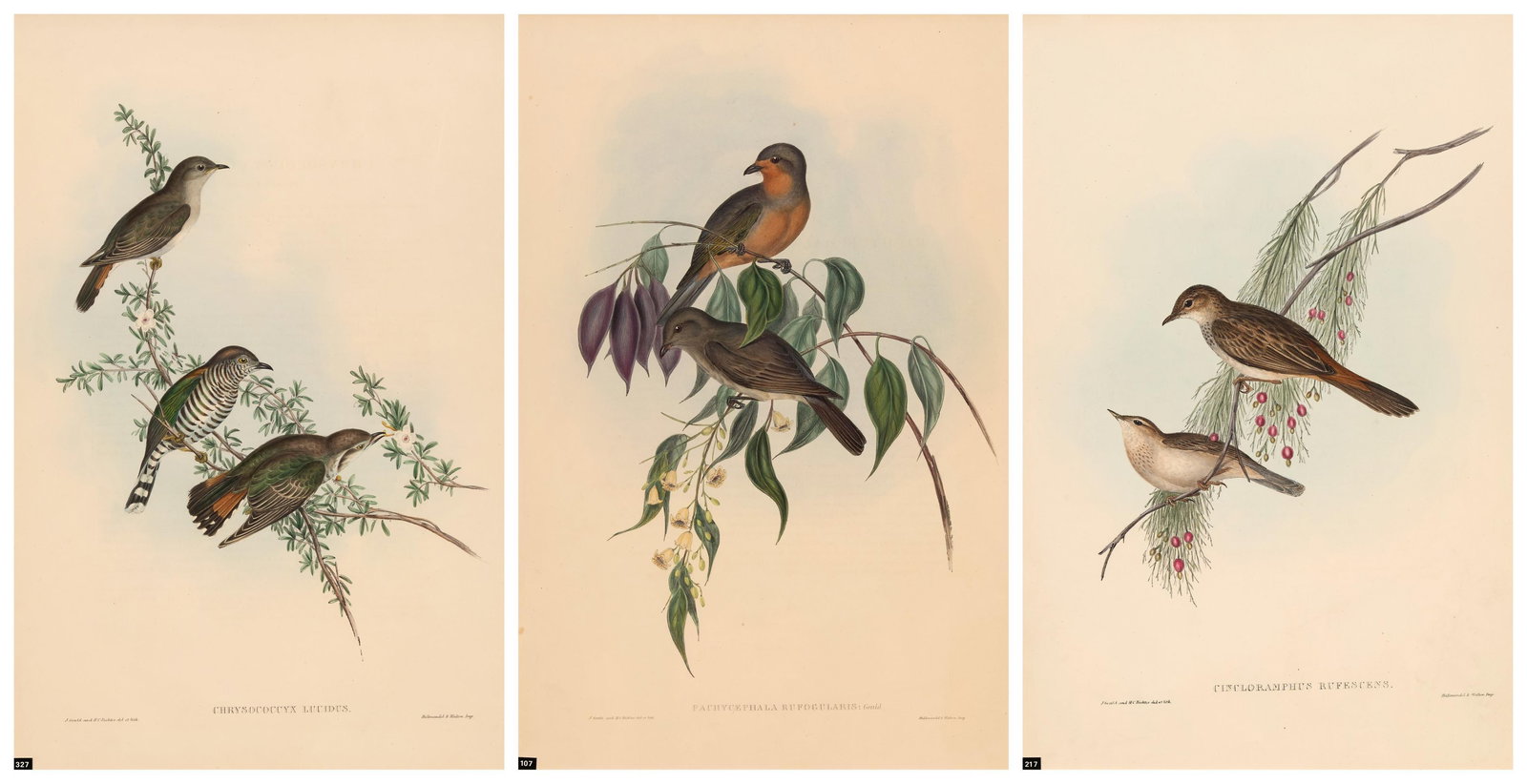 John Gould (Britain, Australia, 1804-1881),: Cincloramphus Rufescens (Rufous-tinted Cincloramphus), Chrysococcyx Lucidus (Shining Cuckoo) & Pachycephala Rufogularis (Red-throated Pachycephala) three hand coloured lithographs taken from 'Birds of