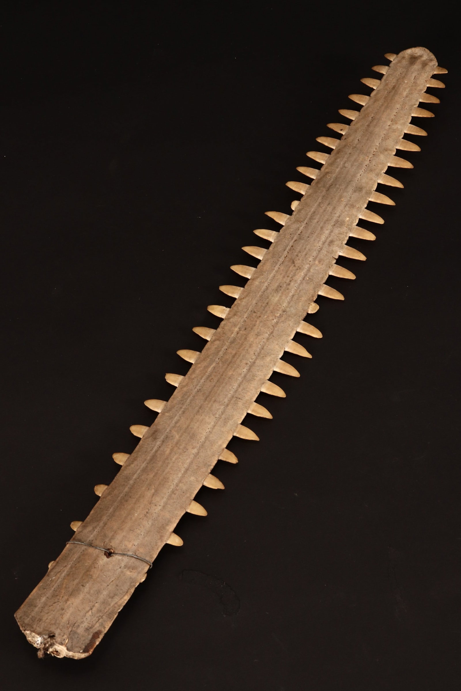 Late 19th Century Sawbill Specimen, (1 of 2)