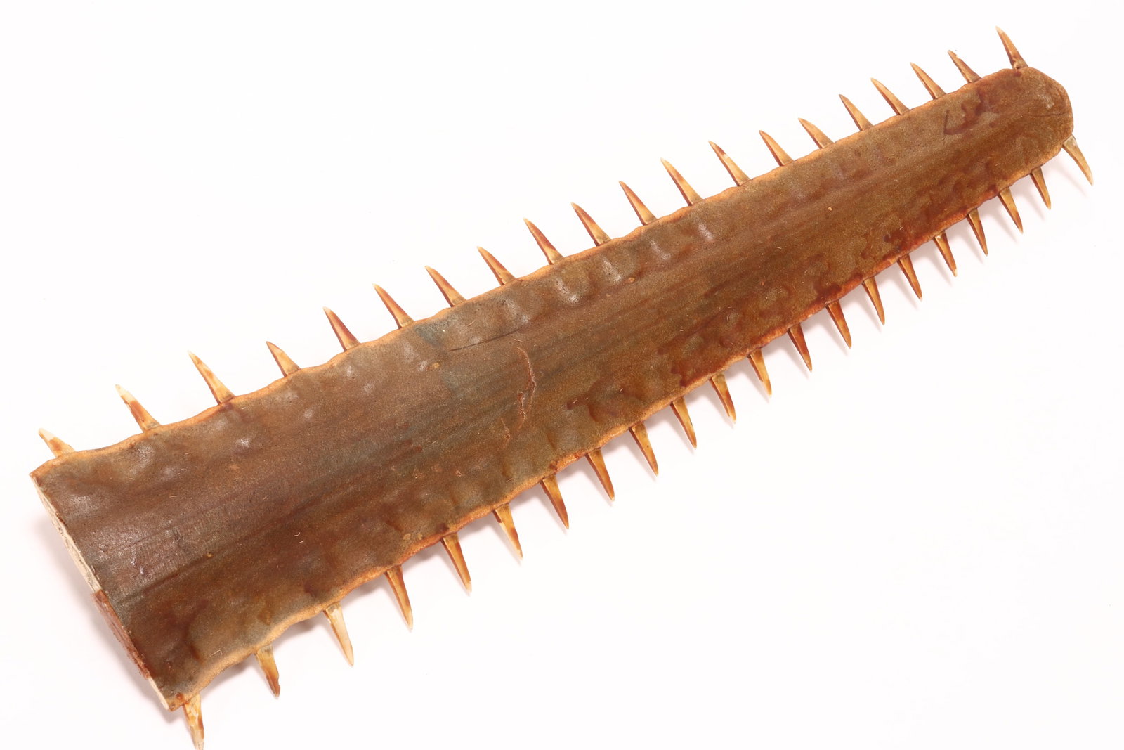 19th Century Saw Fish Rostrum Specimen,: a/f (wear consistent with age, chips to some teeth), length 54cm