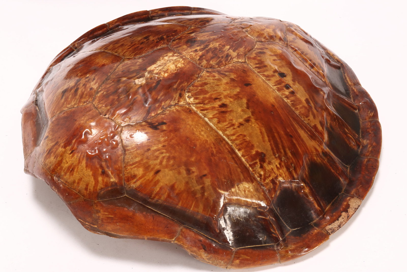 19th/20th Century Sea Turtle Carapace,: of organic form, the reverse set with hanging wire, a/f (some losses to shell), length 57cm and width 55cm