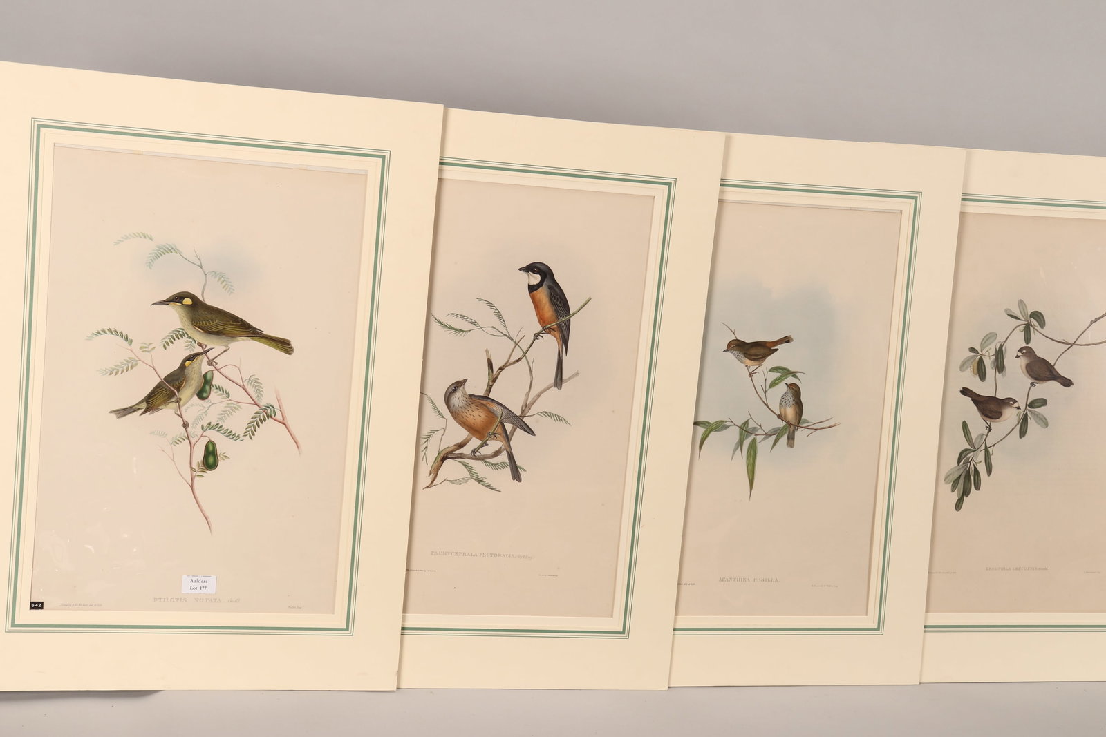 John Gould (Britain, Australia, 1804-1881),: Pachycephala Pectoralis (Banded Thick-head), Xerophila Leucopsis (White Faced Xerophila), Acanthiza Pusilla (Little Brown Acanthiza) & Ptilotus Notata (Yellow Spotted Honeyeater) four hand coloured li