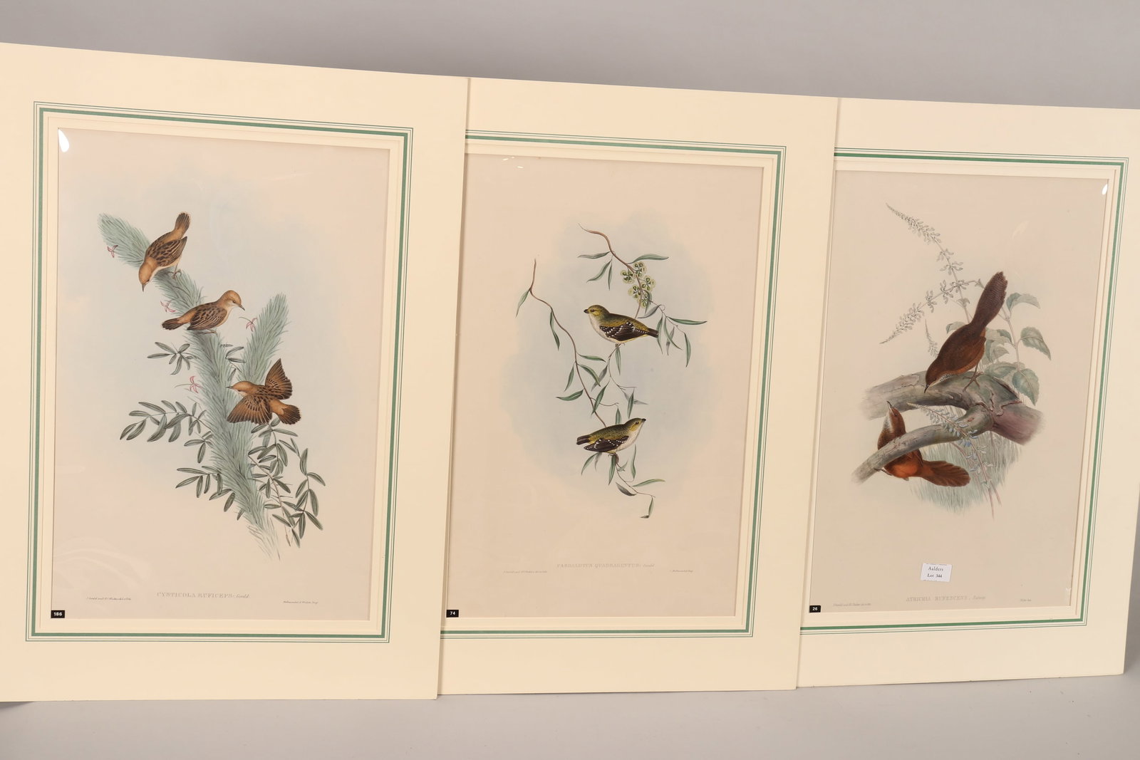 John Gould (Britain, Australia, 1804-1881), (1 of 4)