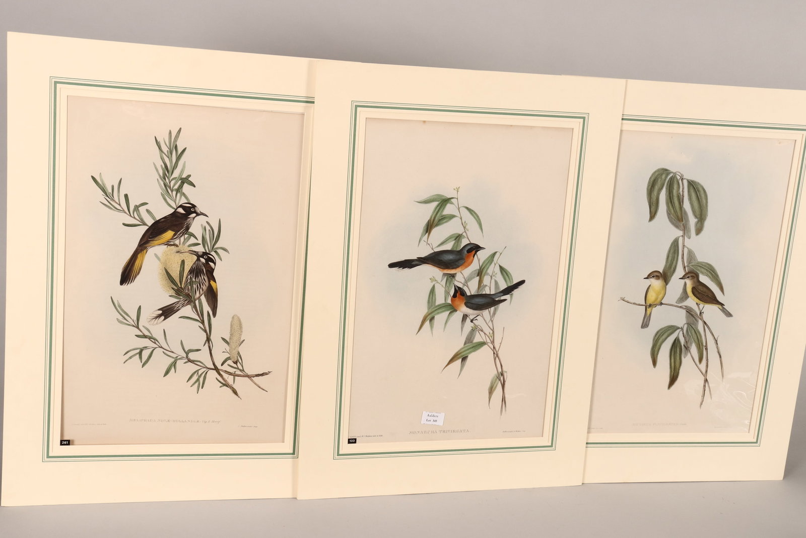 John Gould (Britain, Australia, 1804-1881), (1 of 4)