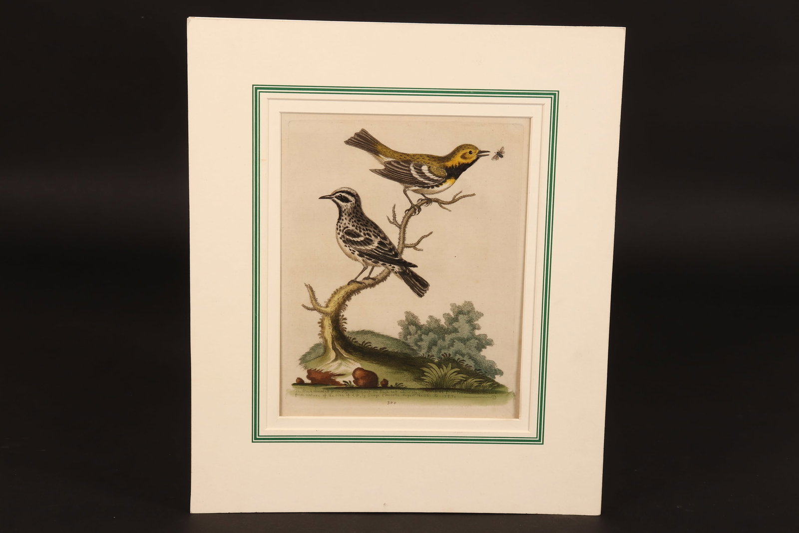 18th Century Copper Engraved Plate by George Edwards, (1 of 3)