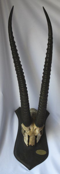 Pair of Mounted Ibex Horns,: l 55cm (horns)