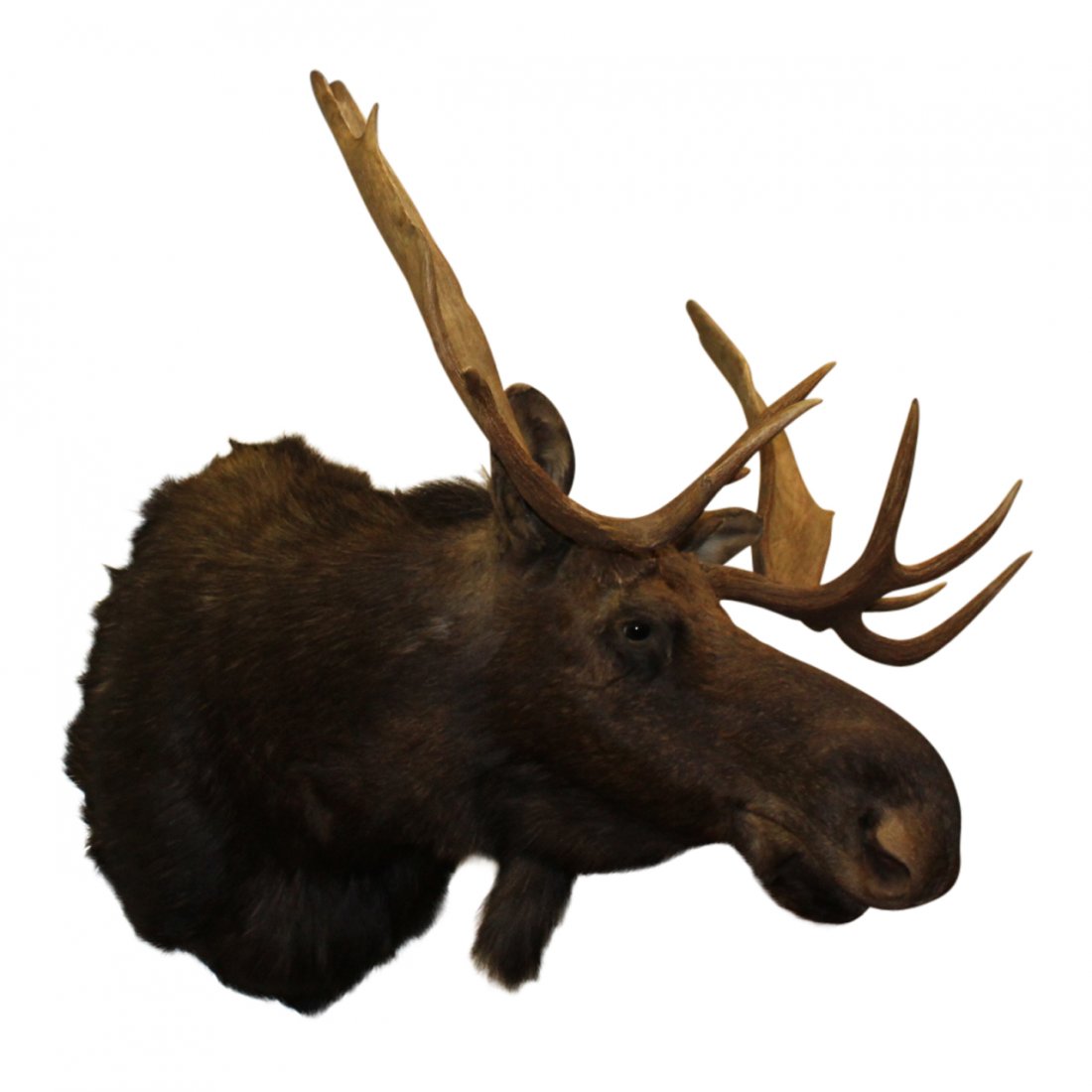 Moose Head - Large: Moose Head Taxidermy. Large in size.