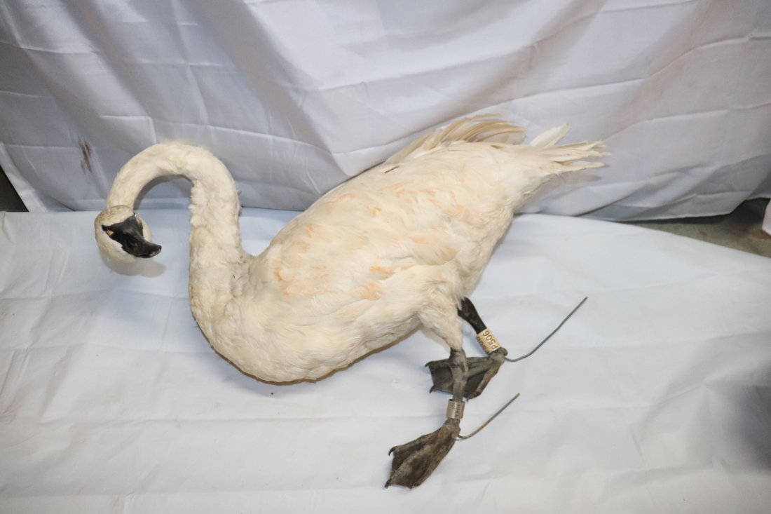Authentic Stuffed Goose: Nice authentic stuffed goose. Professionally done by taxidermist. Dimensions; 24high x 28'long x 10 wide. Please see images for details