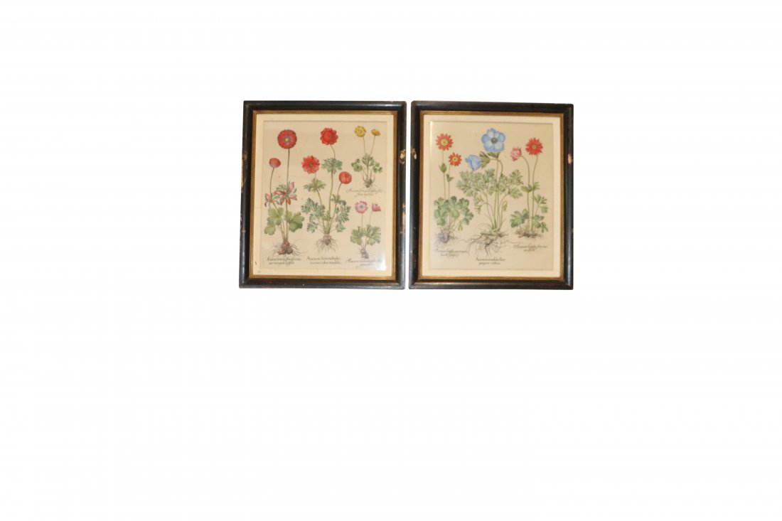 Basilius Besler Botanical Engravings (1 of 5)
