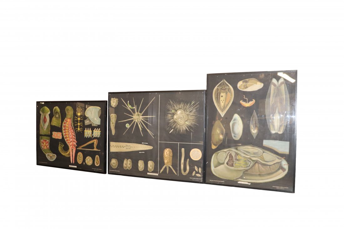 Antique German Education Charts Collection 3 (1 of 5)