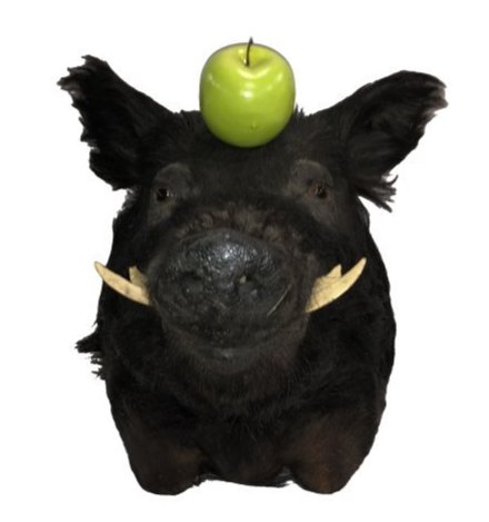 Taxidermy Boar Head: Taxidermy Boars head Large wild boar taxidermy, boar wild pig head and neck Dimensions: 24 inches deep x 16 inches high x 12 inches wide Condition : Expand photos to see additional details. For more i