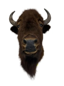North American Bison Shoulder Mount / Taxidermy