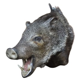 Boars Head Taxidermy