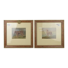 Study of a Cattle by Connel