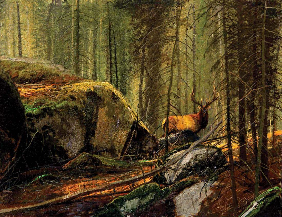 Yellowstone Bull: Painting by Michael Coleman, oil, 14 x 18 inches