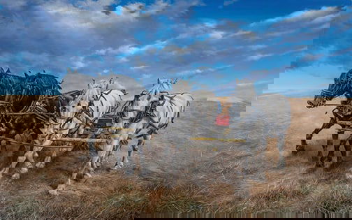 Neil Hamelin - "Come Gee Boys!": oil Click on Auction Details for buyer's premium info and other terms and conditions.