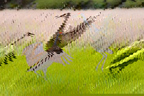 Sally Vannoy - "Dancing Cranes": oil Click on Auction Details for buyer's premium info and other terms and conditions.