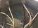 Angelo Lelli, Arredoluce Stella Chandelier - 4