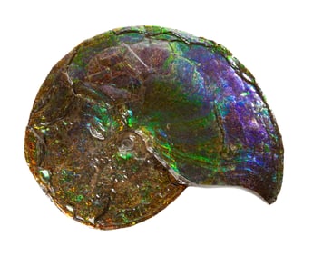 A Large Iridescent Ammonite, Canada