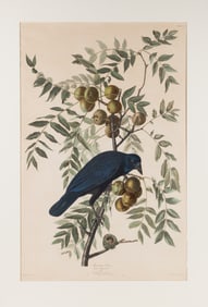 John James Audubon (American, 1785-1851) American Crow, 1833