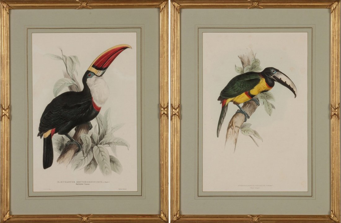 Two Hand Colored Lithographs of Toucans (1 of 3)