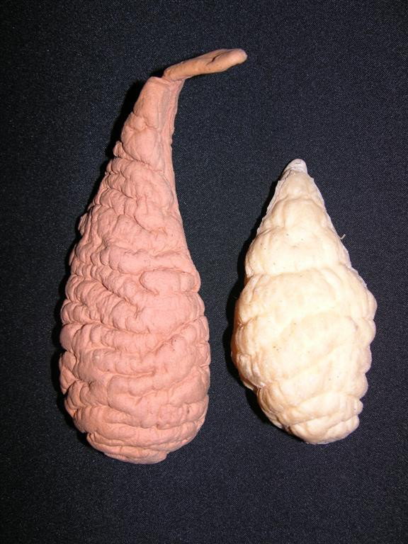 The Adventures of Buckaroo Banzai Alien Organisms: Two unpainted alien organisms, seen in the film attaching themselves to a car, from the cult sci-fi comedy The Adventures of Buckaroo Banzai. (7x2x2, 5.5x2x2)