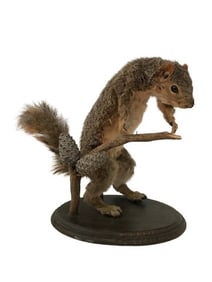 Taxidermy Squirrel Puppet Movie Props