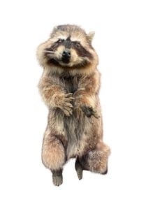 Animatronic Life Size Racoon TV/Movie Props