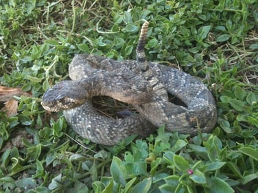 Terminator 3: Rise of the Machines SFX Rattlesnake Puppet Movie Props