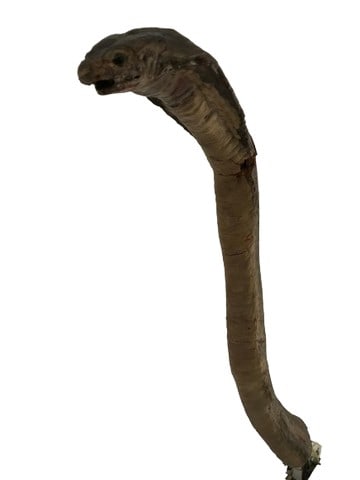 Crocodile Dundee II Animatronic Cobra Snake Movie Props (1 of 5)