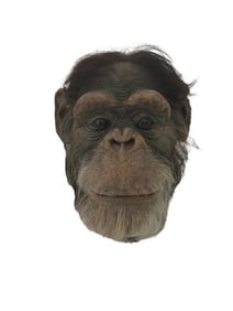 Ed Movie Chimpanzee Maquette Movie Props