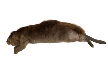 Life Size SFX Beaver Water Version Puppet Movie Props