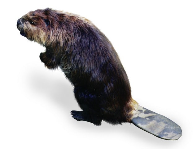 Animatronic Beaver Puppet TV/Movie Props (1 of 13)