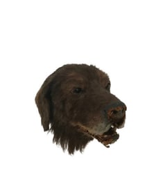 Fluke Retriever Dog Head Puppet Movie Props