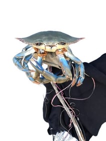 Animatronic Crab Barb and Star go to Vista Del MarMovie/TV Props