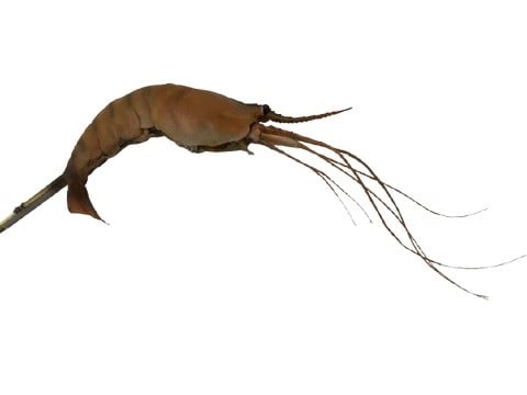 SFX Shrimp Rod Puppet Movie Props (1 of 5)